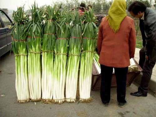 天價大蔥 天價大蔥
