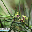 纖葉釵子股 纖葉釵子股