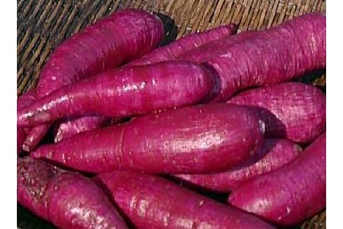 紫番薯(紫心薯)