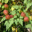 白花燈籠 白花燈籠