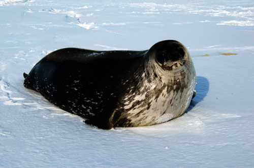 南冰洋資源——海豹