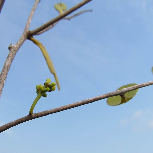 Struthanthus cassythoides