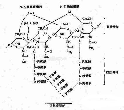 肽的分子結構