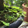 漆菇草 漆菇草