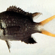 黃腋光鰓魚 黃腋光鰓魚