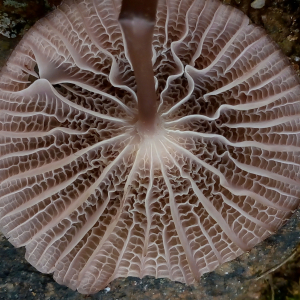 全紫小菇 全紫小菇