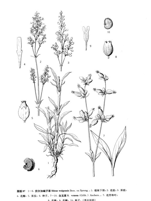 網脈組(石竹科蠅子草屬網脈組) 網脈組(石竹科蠅子草屬網脈組)
