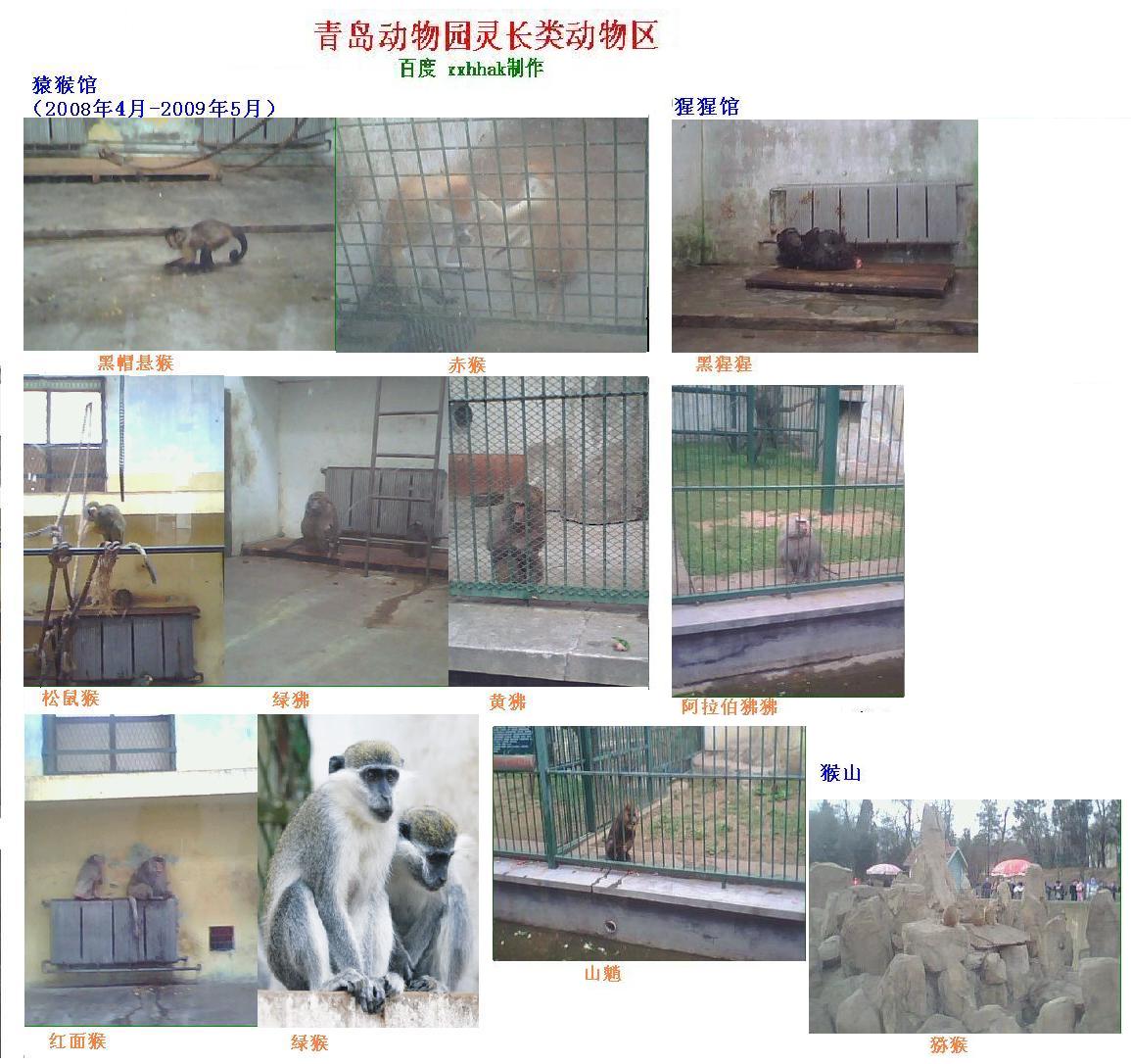 青島動物園靈長類動物展區