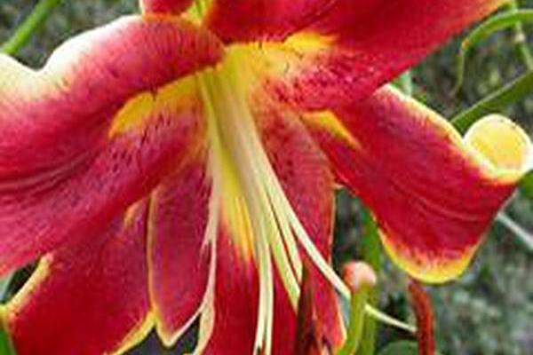 Lilium \x27American Heritage\x27