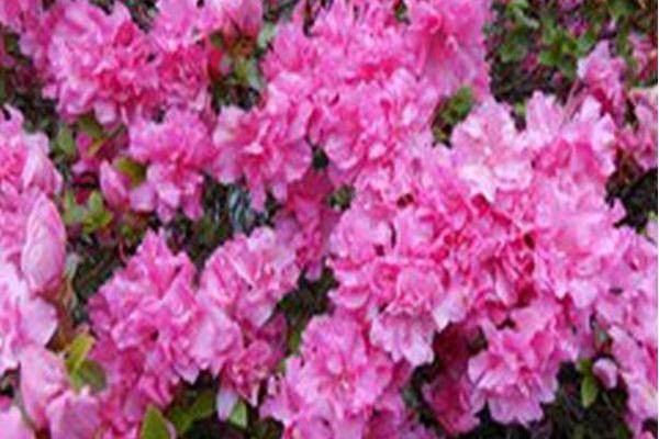Rhododendron \x27Mrs. Henry Schroeder\x27 Rhododendron \x27Mrs. Henry Schroeder\x27