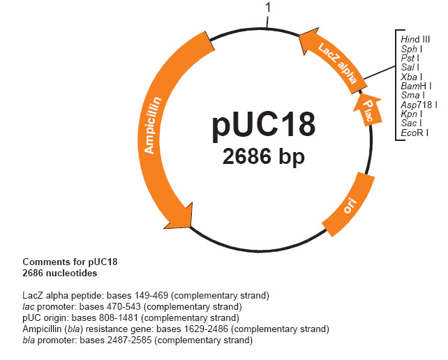 pUC18質粒圖譜