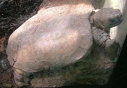 亞洲山龜