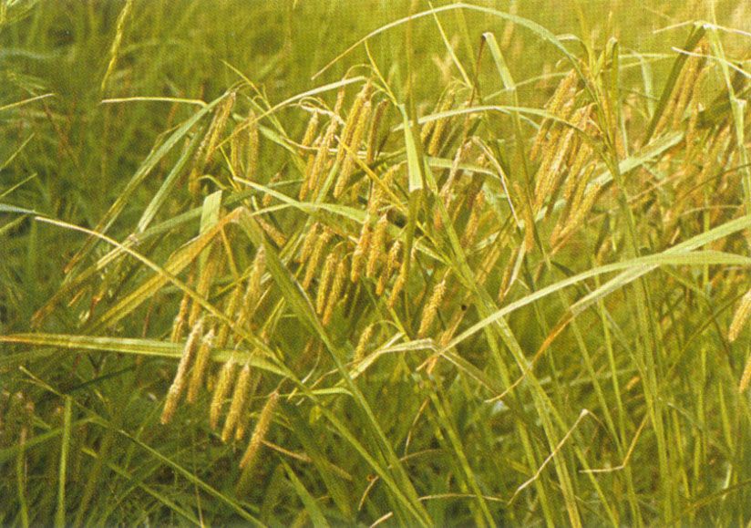 長穗苔草 長穗苔草