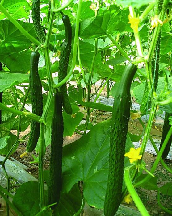 春華1號 春華1號