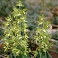石上蕉(植物) 石上蕉(植物)