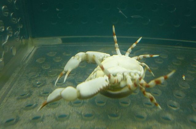 玉蟹 玉蟹
