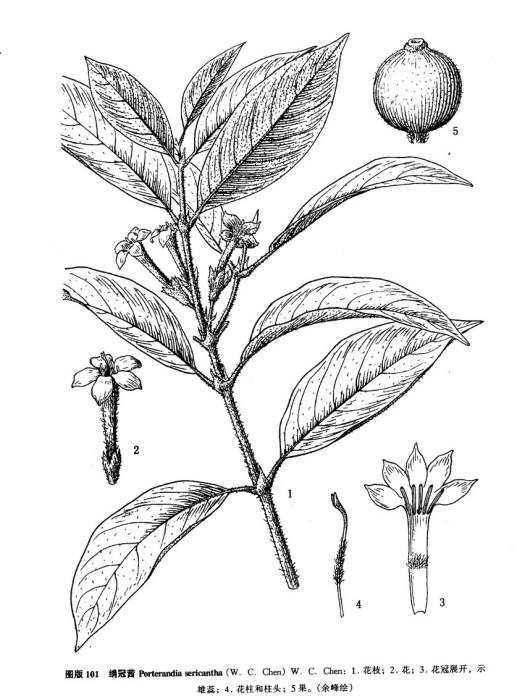 絹冠茜屬 絹冠茜屬