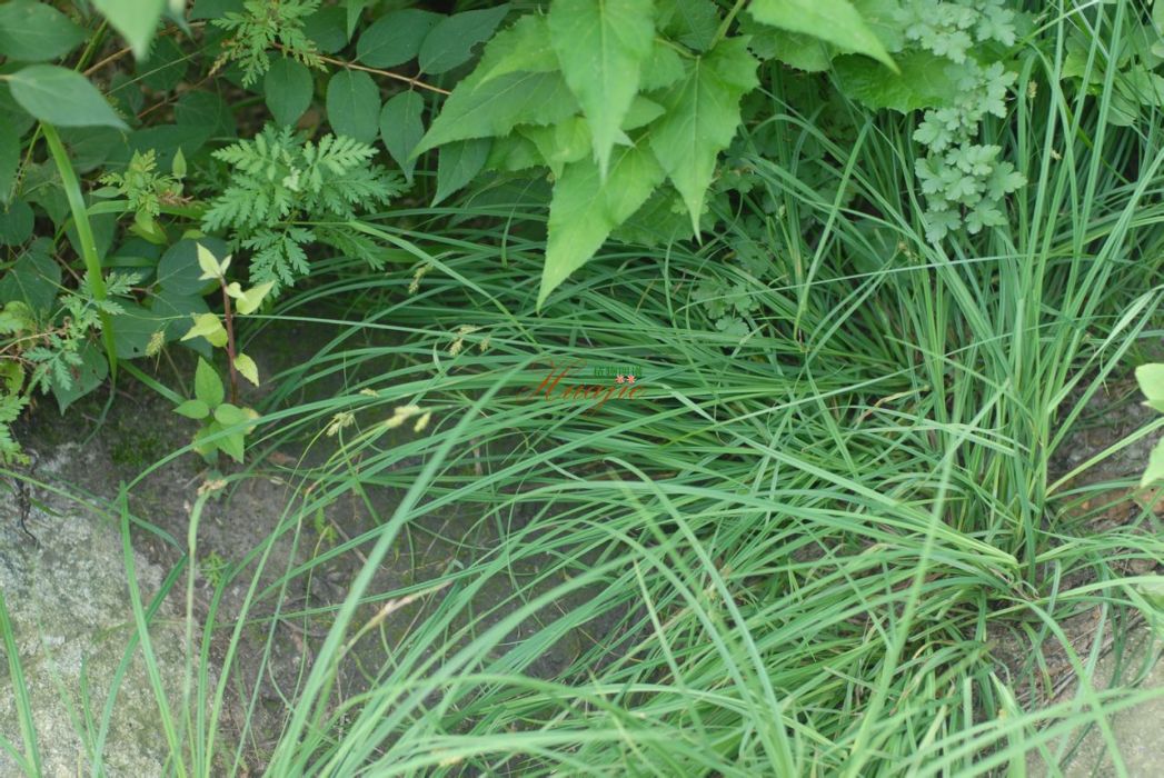溝囊薹草 溝囊薹草