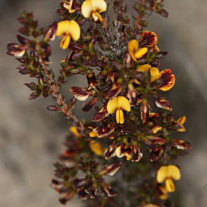 Pultenaea brachyphylla