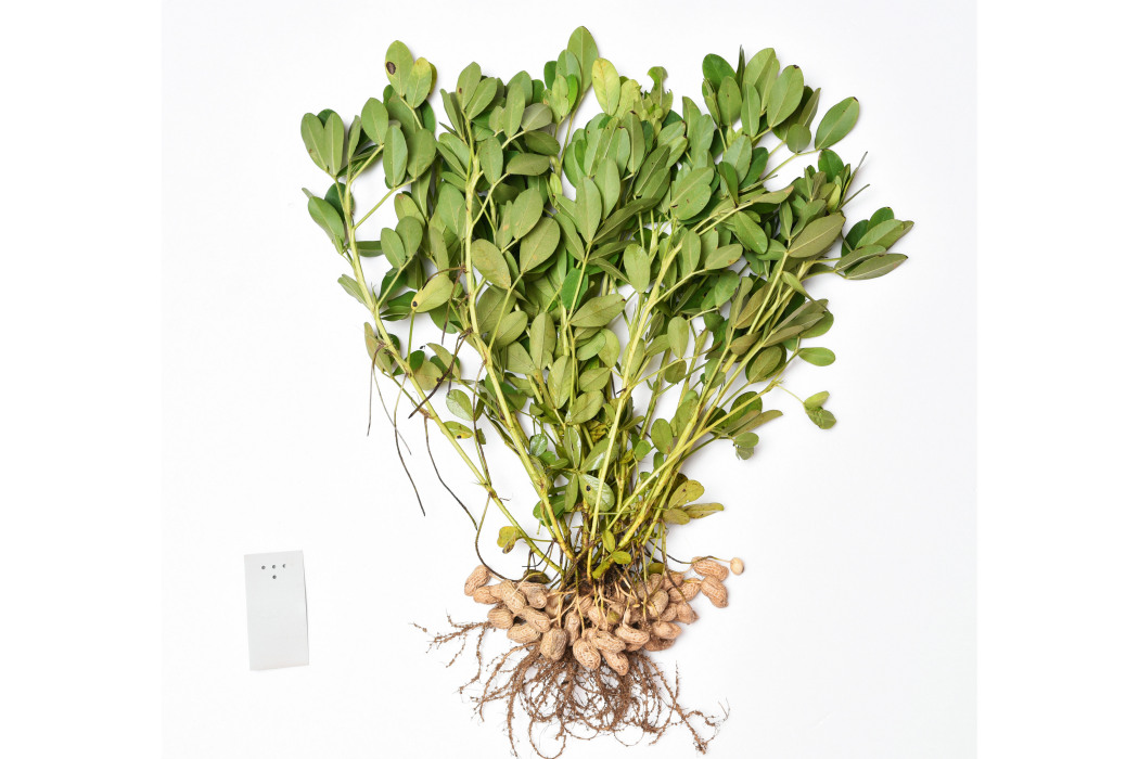 航花2號 航花2號