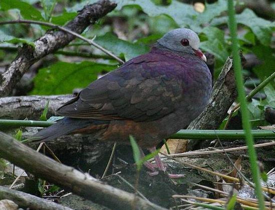綠頸鶉鳩 綠頸鶉鳩