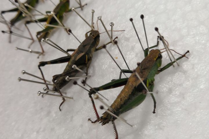 偽裸蝗屬 偽裸蝗屬