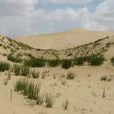 沙質荒漠化