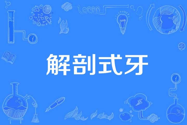 解剖式牙 解剖式牙