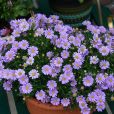 五色菊(雁河菊) 五色菊(雁河菊)