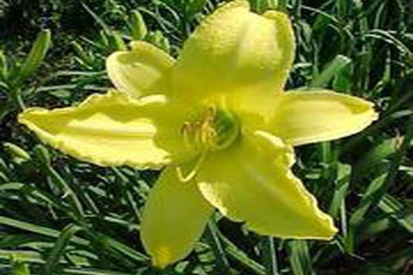 Hemerocallis \x27Northbrook Star\x27