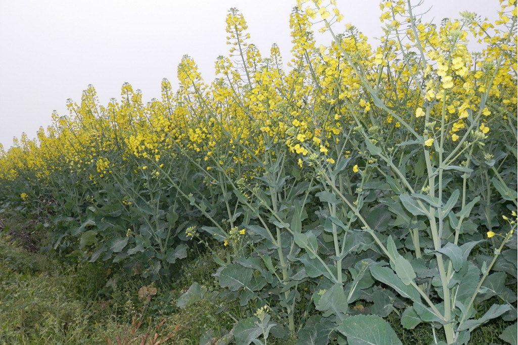 合油雜425(十字花科芸薹屬植物) 合油雜425(十字花科芸薹屬植物)