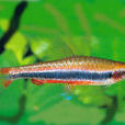 紅肚鉛筆魚 紅肚鉛筆魚