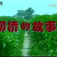 柳橋的故事 柳橋的故事