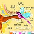 鼓膜充血 鼓膜充血