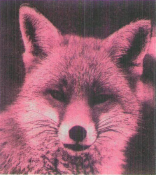 紅褐色赤狐-074