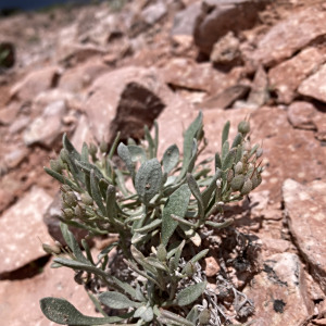 Physaria pachyphylla