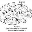 變形蟲病 變形蟲病