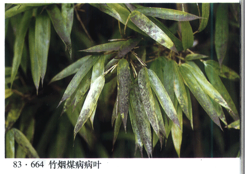 竹煤病 竹煤病