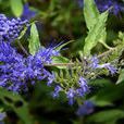 藍花蕕 藍花蕕