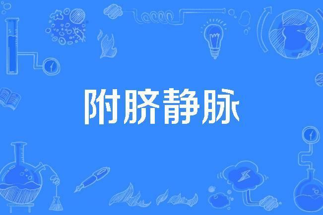 附臍靜脈 附臍靜脈
