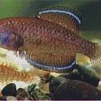 擬篦鬥魚 擬篦鬥魚
