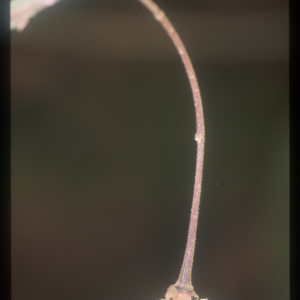 Cremastosperma bullatum