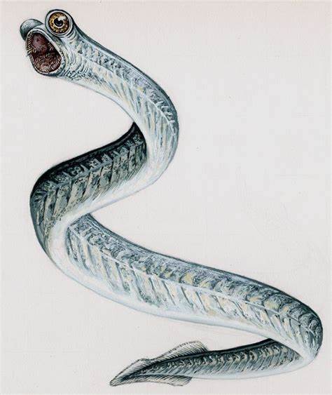 Conodont Conodont