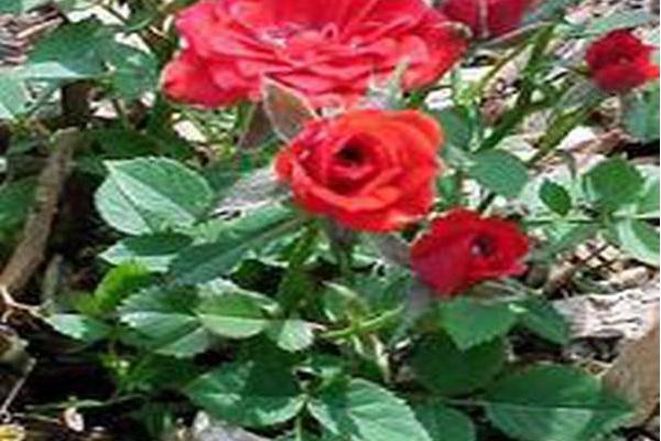 Rosa \x27Ruimired\x27 RED MINIMO