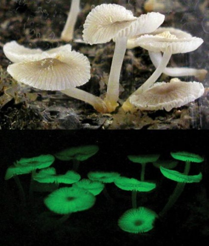 螢光小蘑菇