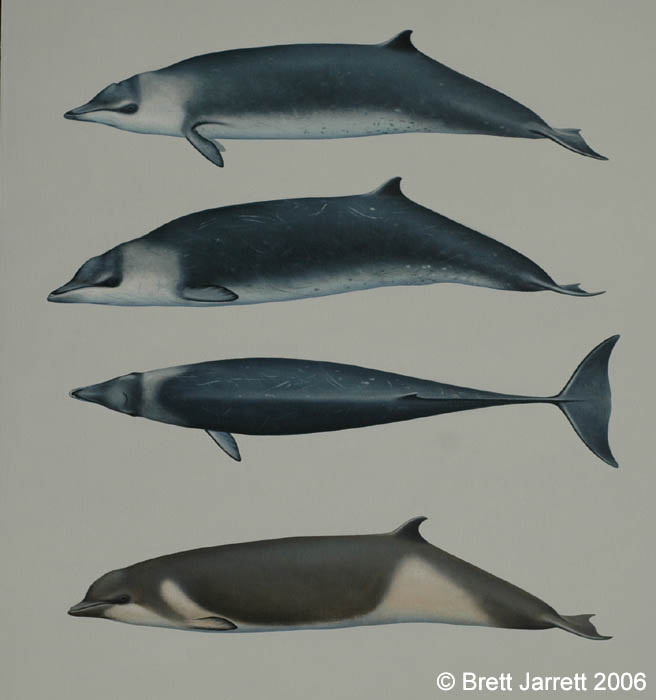喙鯨類形態對比圖