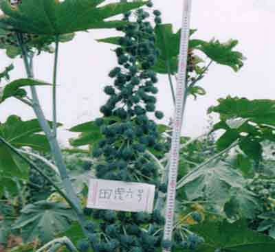 田蓖六號 田蓖六號