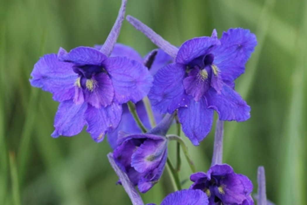 翠雀屬(Delphinium) 翠雀屬(Delphinium)