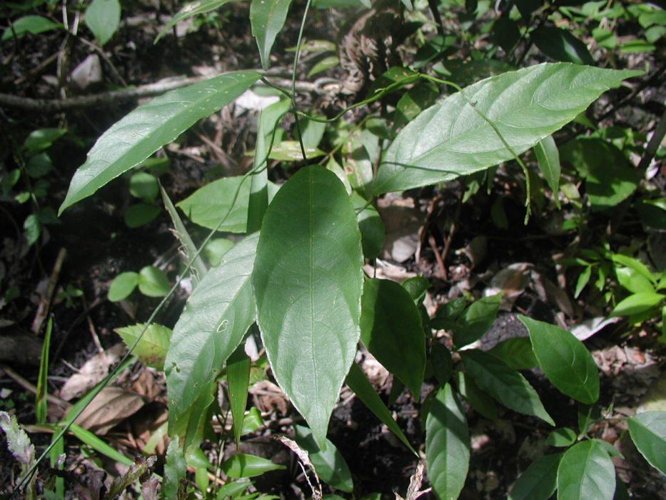 Plukenetia penninervia