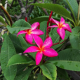 紅雞蛋花